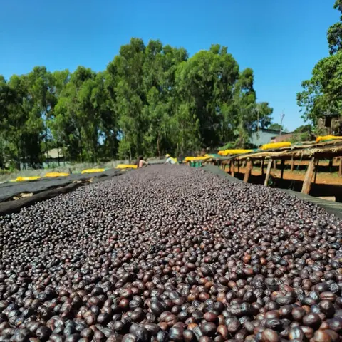 Uraga - Anaerobic Natural - Ethiopia - Espresso - 2025