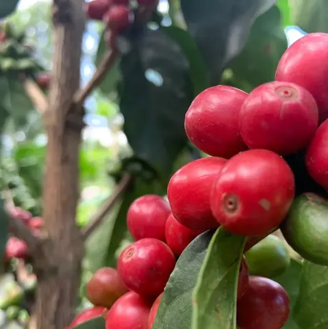 Gachatha AA - Washed - Kenya - 2025
