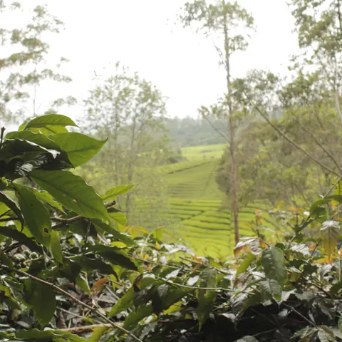 Bersama Kerinci - Anaerobic Natural - Indonesia - 2025