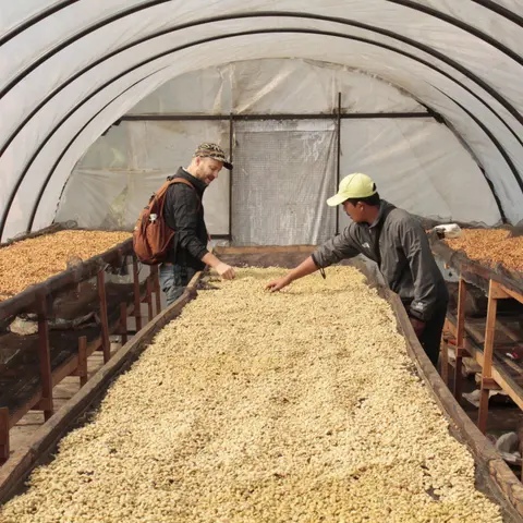 Bersama Kerinci - Anaerobic Honey - Indonesia - 2025