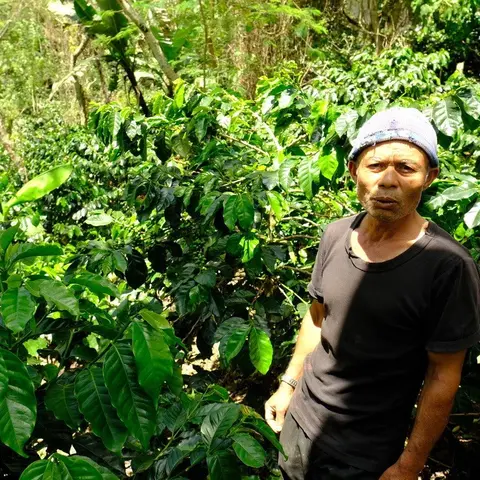 Gayo Sesongot - Anaerobic Natural - Indonesia - 2025
